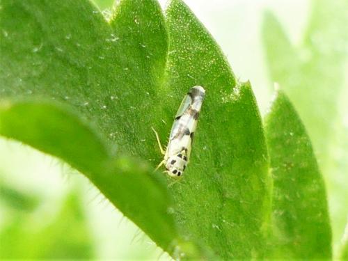Réf. 282 379 : Eupteryx sp.